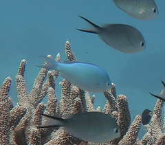 Chromis viridis
