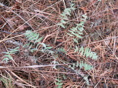 Oxytropis strobilacea
