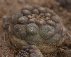 Copiapoa hypogaea
