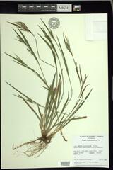 Carex ormostachya