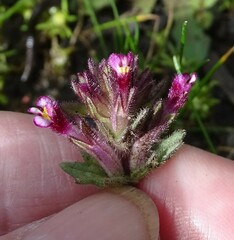 Parentucellia latifolia
