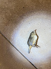 Cistothorus stellaris