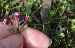 Parentucellia latifolia