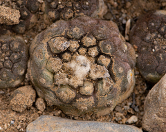 Copiapoa hypogaea