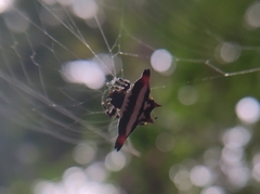 Gasteracantha geminata