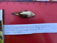 Cistothorus stellaris