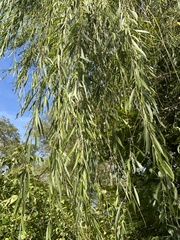 Salix × sepulcralis