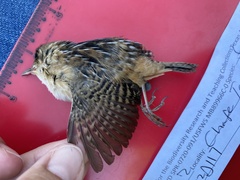 Cistothorus stellaris