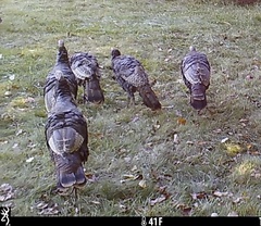 Meleagris gallopavo silvestris