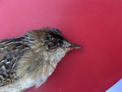 Cistothorus stellaris