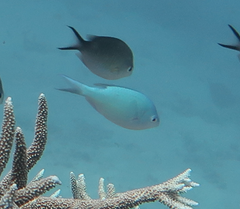 Chromis viridis