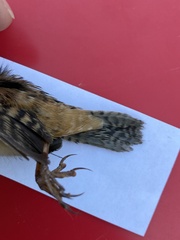 Cistothorus stellaris