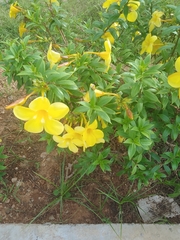 Allamanda schottii