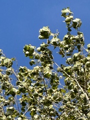 Populus deltoides