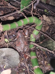 Uperodon taprobanicus