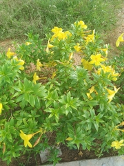 Allamanda schottii