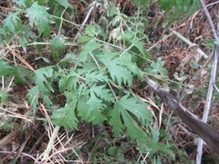 Urtica cannabina