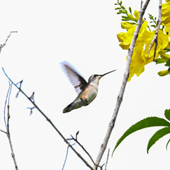 Selasphorus platycercus