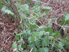 Urtica cannabina