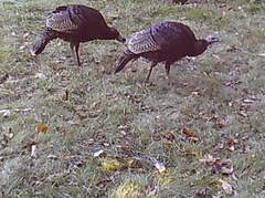 Meleagris gallopavo silvestris