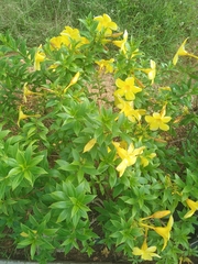 Allamanda schottii