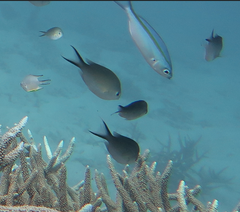 Chromis ternatensis