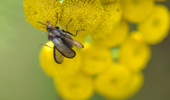 Coremacera marginata