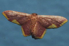 Lophosis labeculata