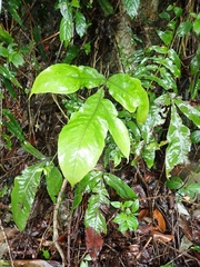 Tectaria harlandii