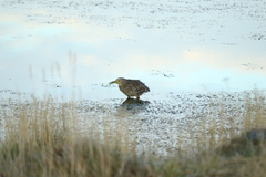 Nycticorax nycticorax
