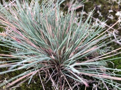 Corynephorus canescens