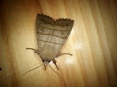 Eupsilia quadrilinea