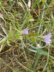 Lactuca tatarica