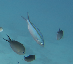 Caesio caerulaurea