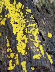 Calycina citrina