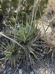 Yucca reverchonii