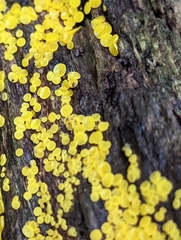 Calycina citrina