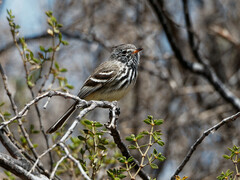 Anairetes flavirostris