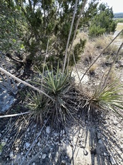 Yucca reverchonii