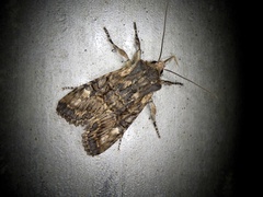 Nyctycia strigidisca