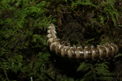 Arthrophaga myriapodina
