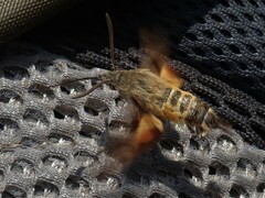 Macroglossum trochilus