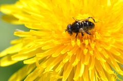Eristalinus sepulchralis