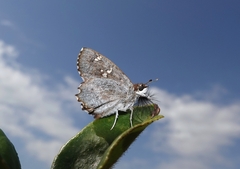 Caprona alida