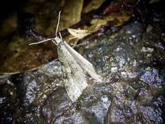 Epirrita viridipurpurescens