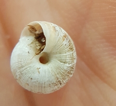 Xeroplexa intersecta