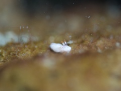 Verconia simplex