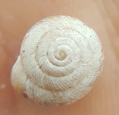 Xeroplexa intersecta