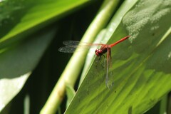 Dythemis rufinervis
