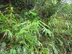 Arundo formosana